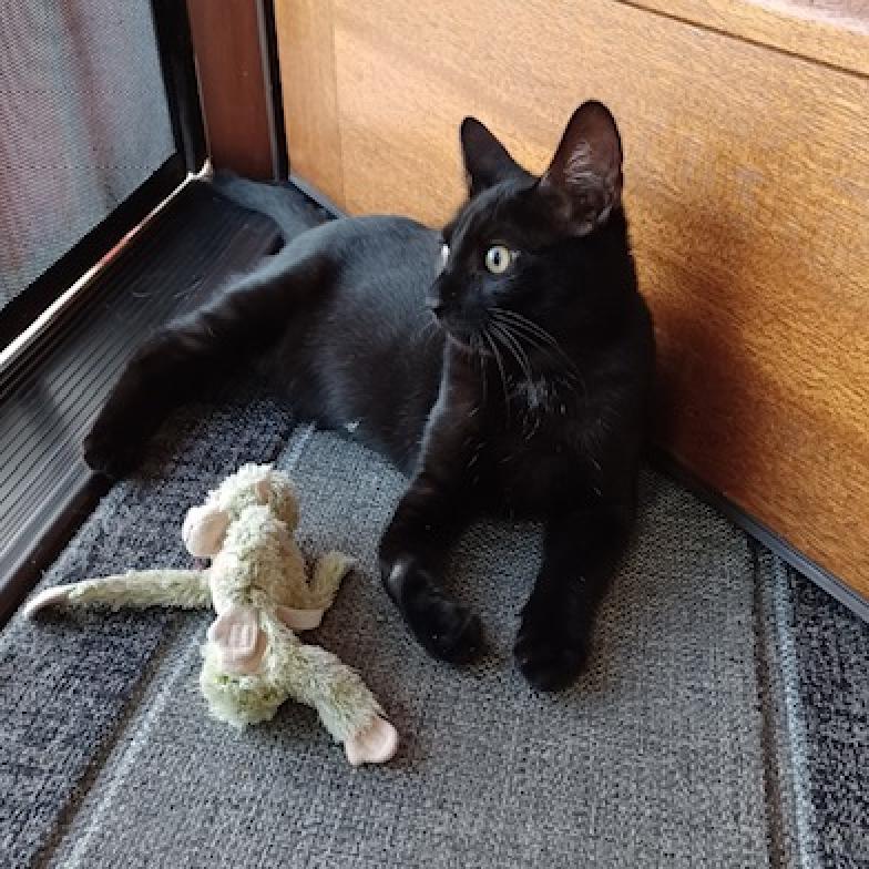Enlarge Lolito, a Adoptable Domestic Short Hair in Los Angeles, CA image 2/6