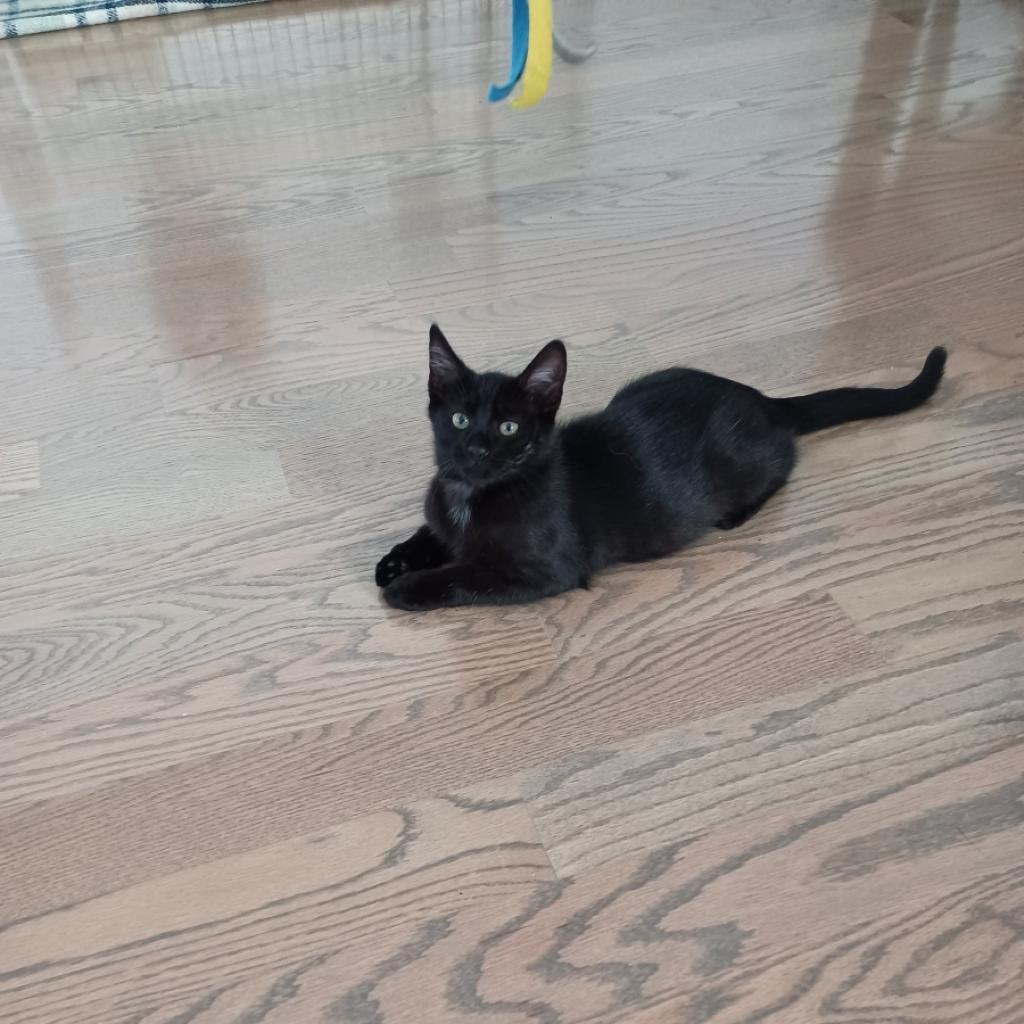 Enlarge Lolito, a Adoptable Domestic Short Hair in Los Angeles, CA image 3/6