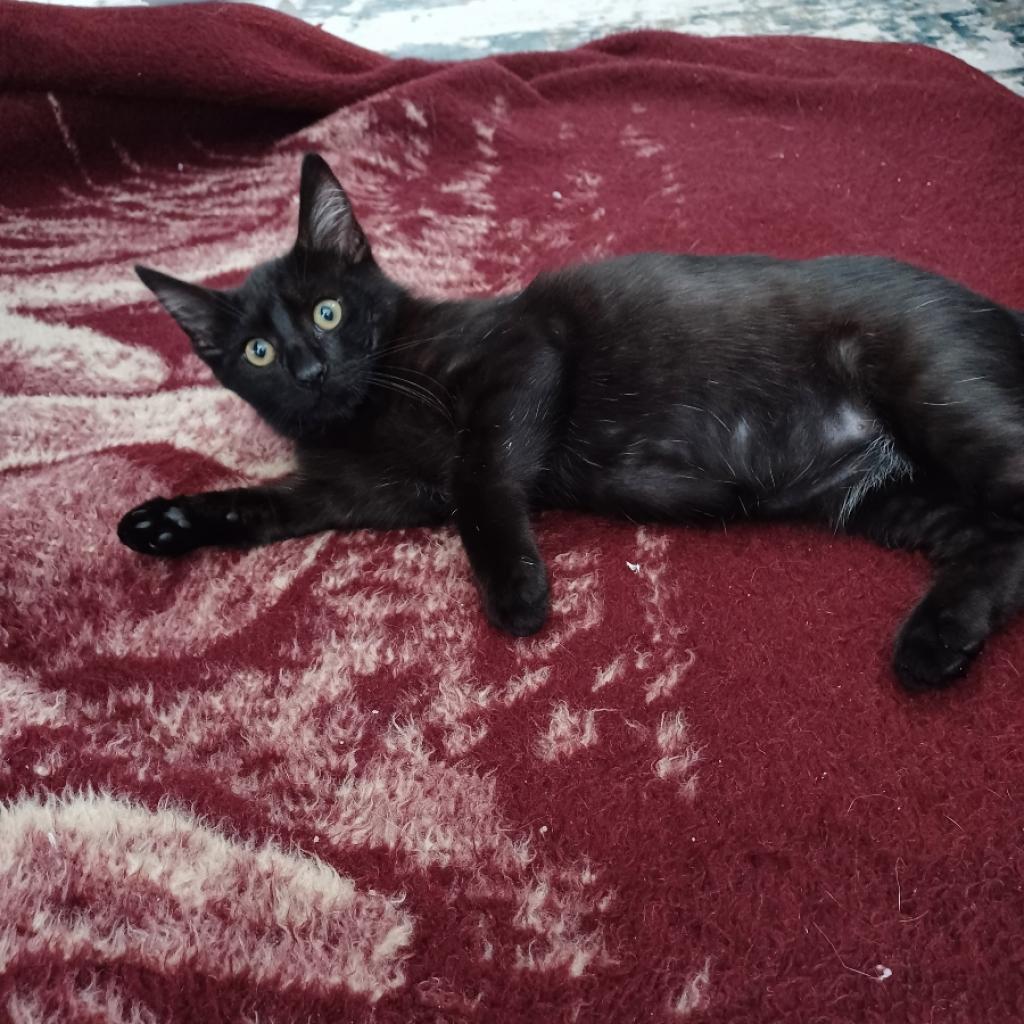 Enlarge Lolito, a Adoptable Domestic Short Hair in Los Angeles, CA image 4/6