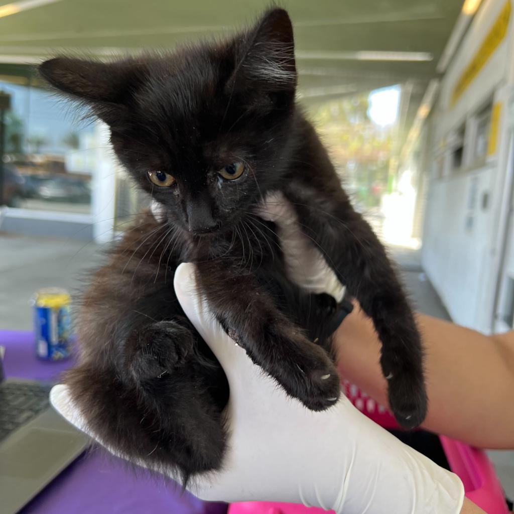 Enlarge Lolito, a Adoptable Domestic Short Hair in Los Angeles, CA image 5/6
