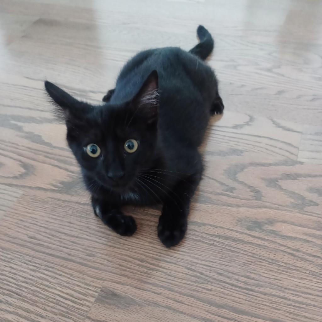 Enlarge Lolito, a Adoptable Domestic Short Hair in Los Angeles, CA image 6/6