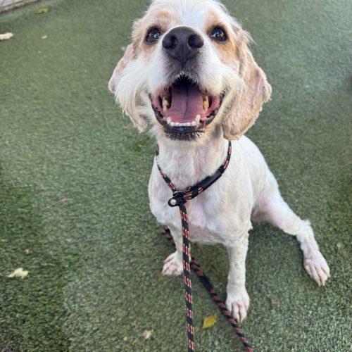 Kenny, Adoptable, Adult Male Spaniel & Mixed Breed.