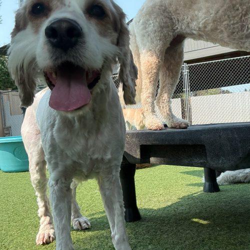 Enlarge Kenny, a Adoptable mixed breed in Vancouver, WA image 2/6