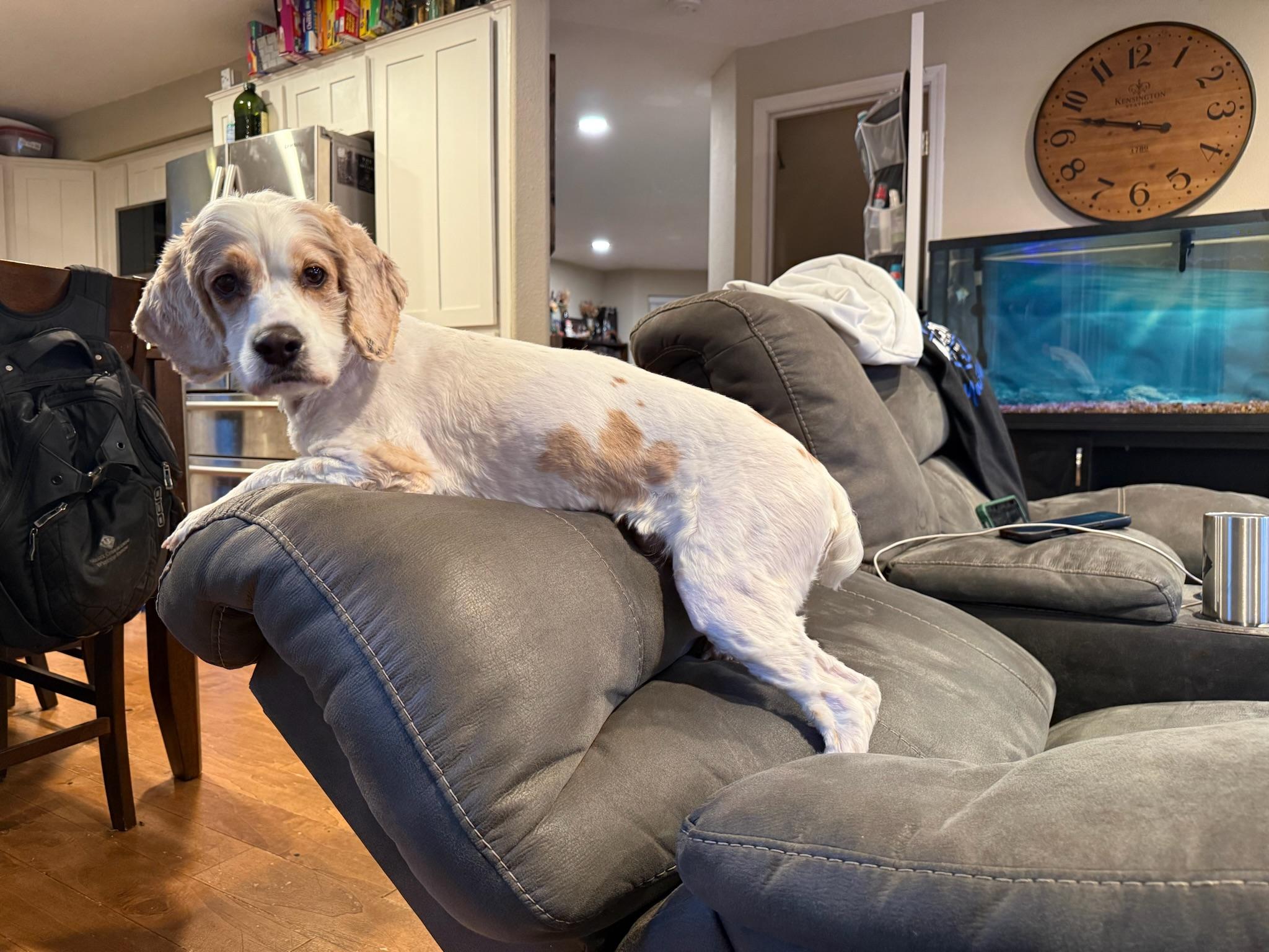Enlarge Kenny, a Adoptable mixed breed in Vancouver, WA image 3/6