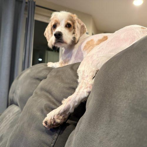 Enlarge Kenny, a Adoptable mixed breed in Vancouver, WA image 5/6