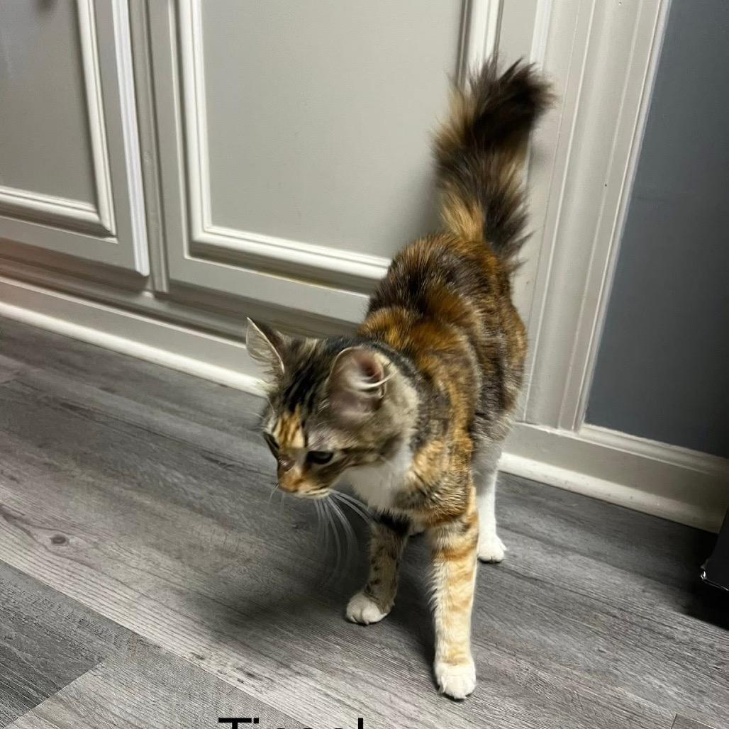 Cleopatra, Adoptable, Adult Female Domestic Medium Hair.