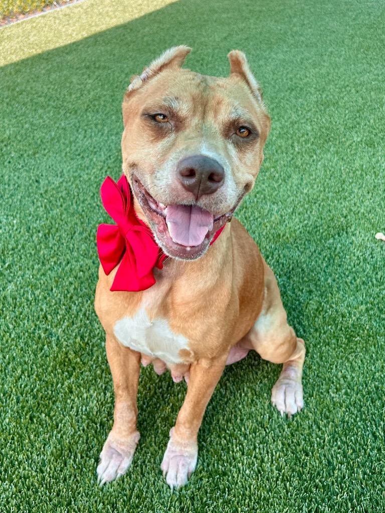 Enlarge Julep, a Adoptable mixed breed in Cape Coral, FL image 1/3