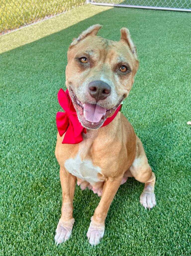 Enlarge Julep, a Adoptable mixed breed in Cape Coral, FL image 2/3