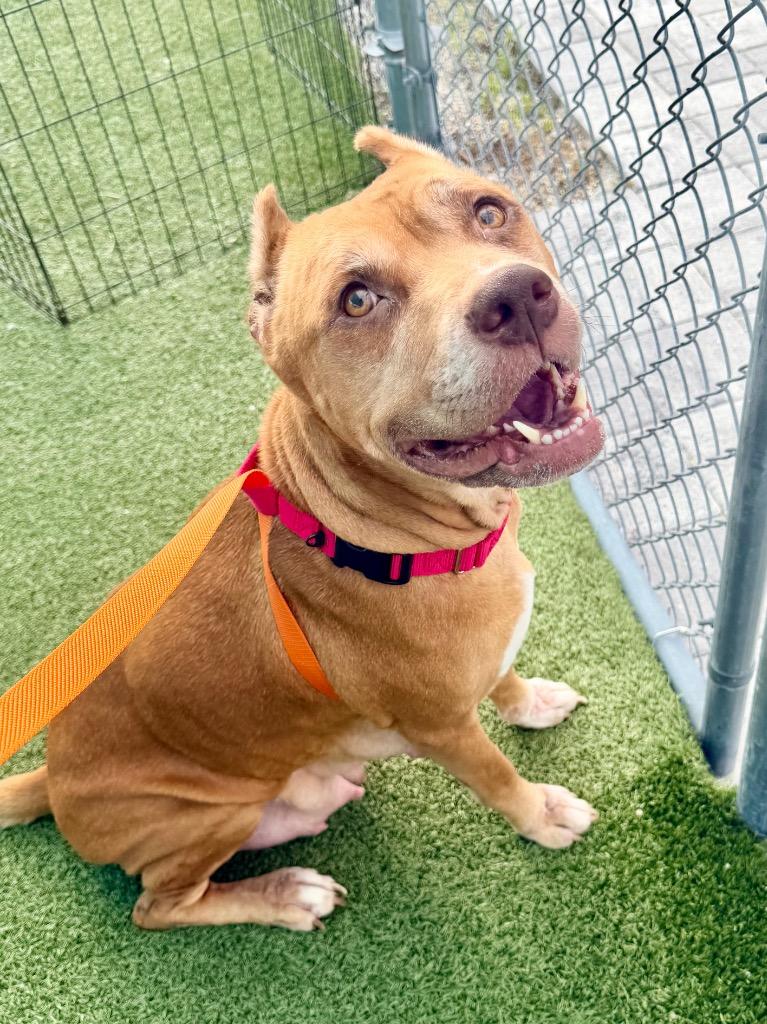 Enlarge Julep, a Adoptable mixed breed in Cape Coral, FL image 3/3