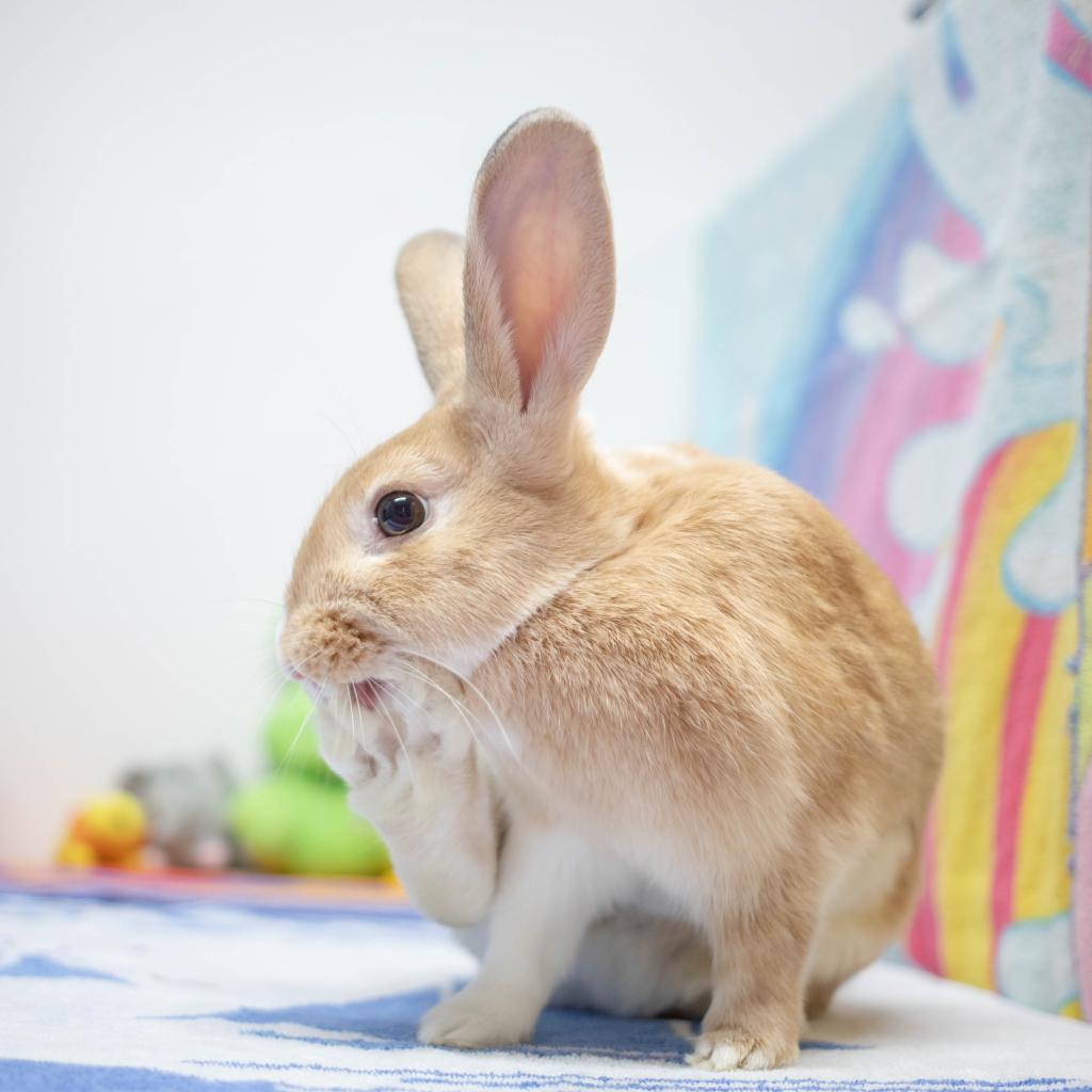 Graham, Adoptable, Adult Female Dutch & Rabbit, DomesticMix.