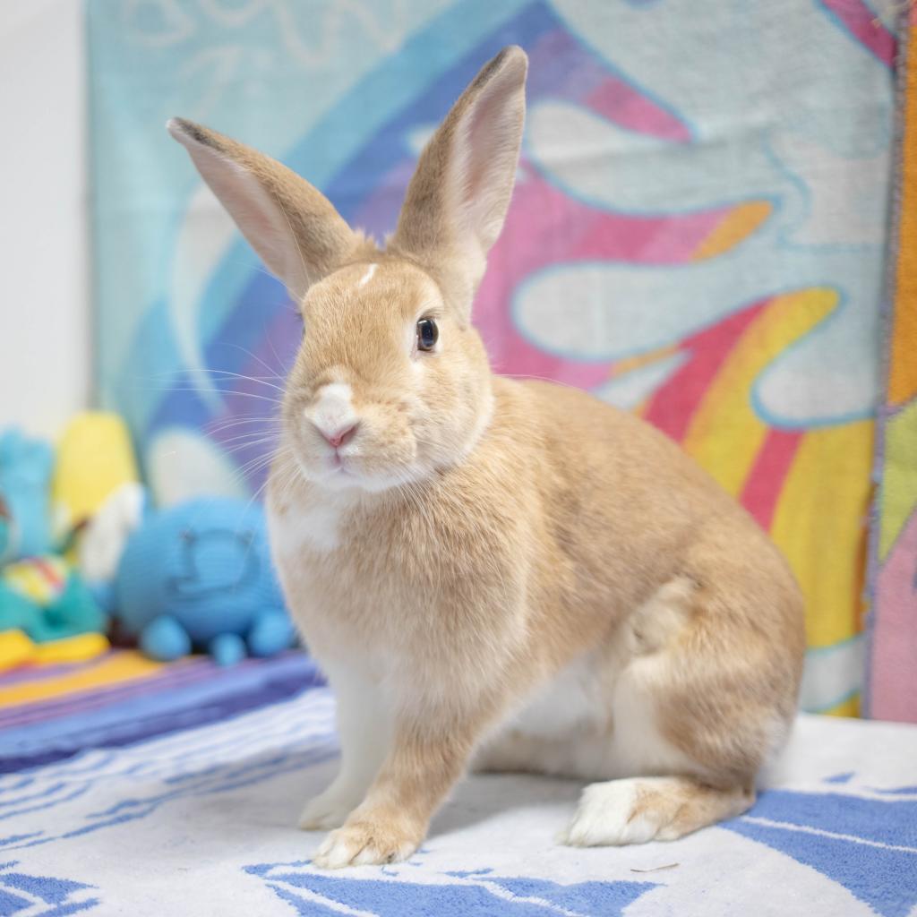 Enlarge Graham, a Adoptable mixed breed in San Diego, CA image 2/6