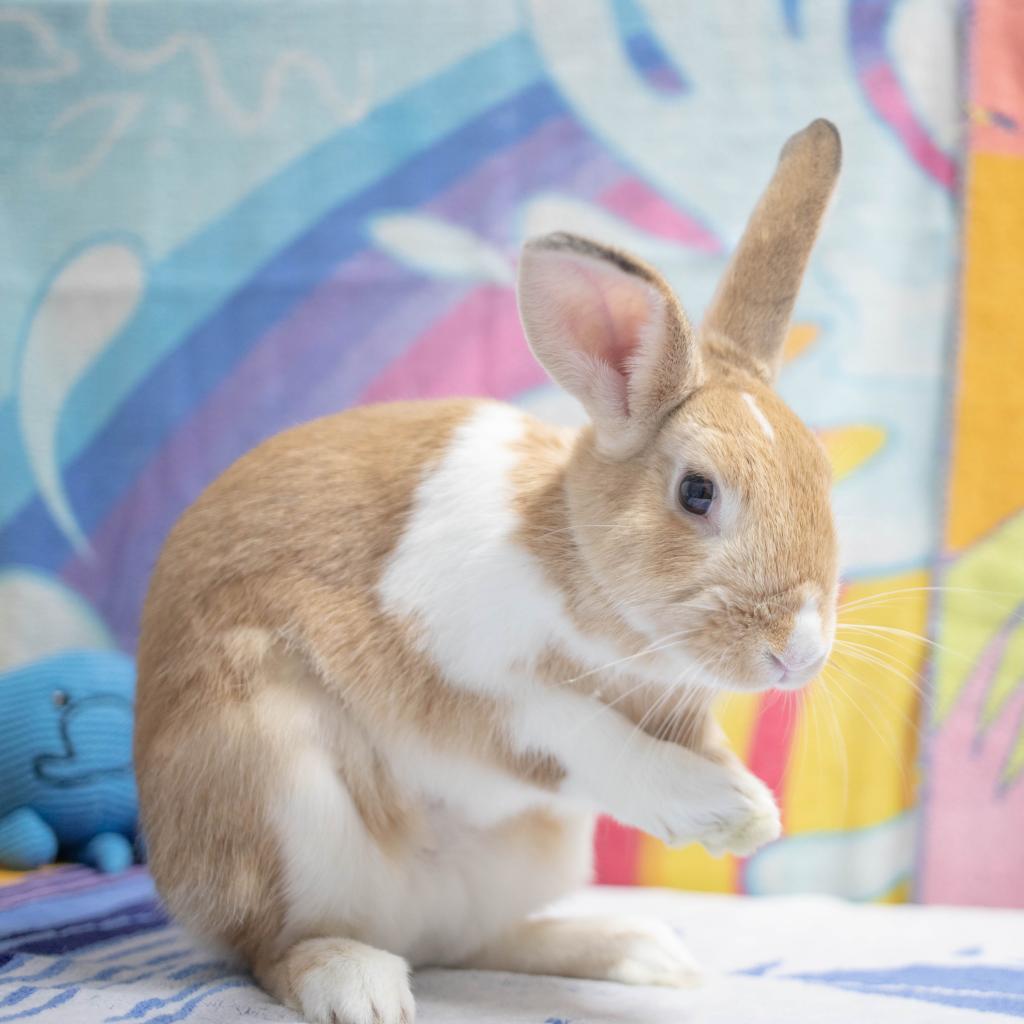 Enlarge Graham, a Adoptable mixed breed in San Diego, CA image 3/6