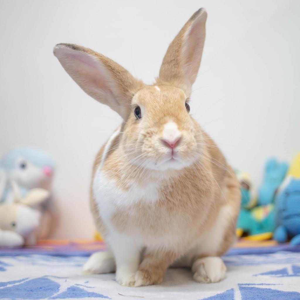 Enlarge Graham, a Adoptable mixed breed in San Diego, CA image 5/6