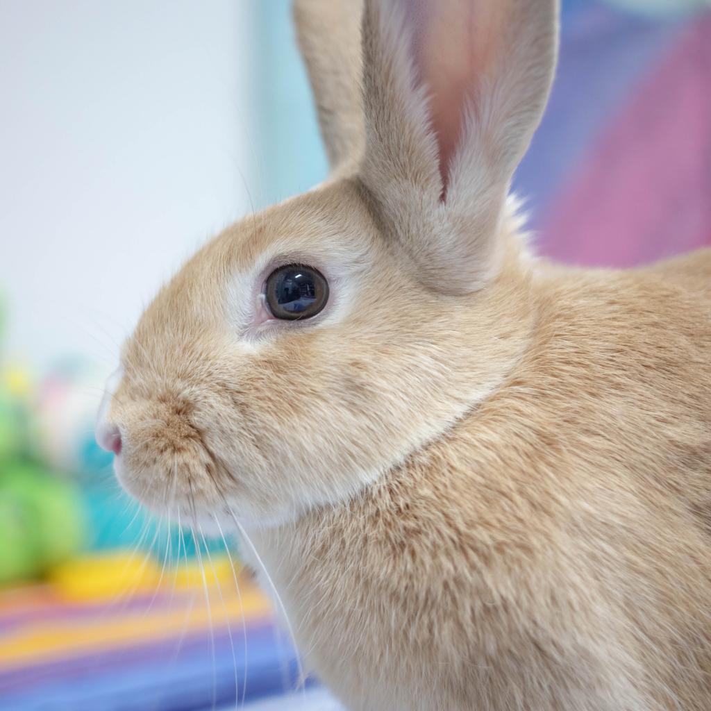 Enlarge Graham, a Adoptable mixed breed in San Diego, CA image 6/6