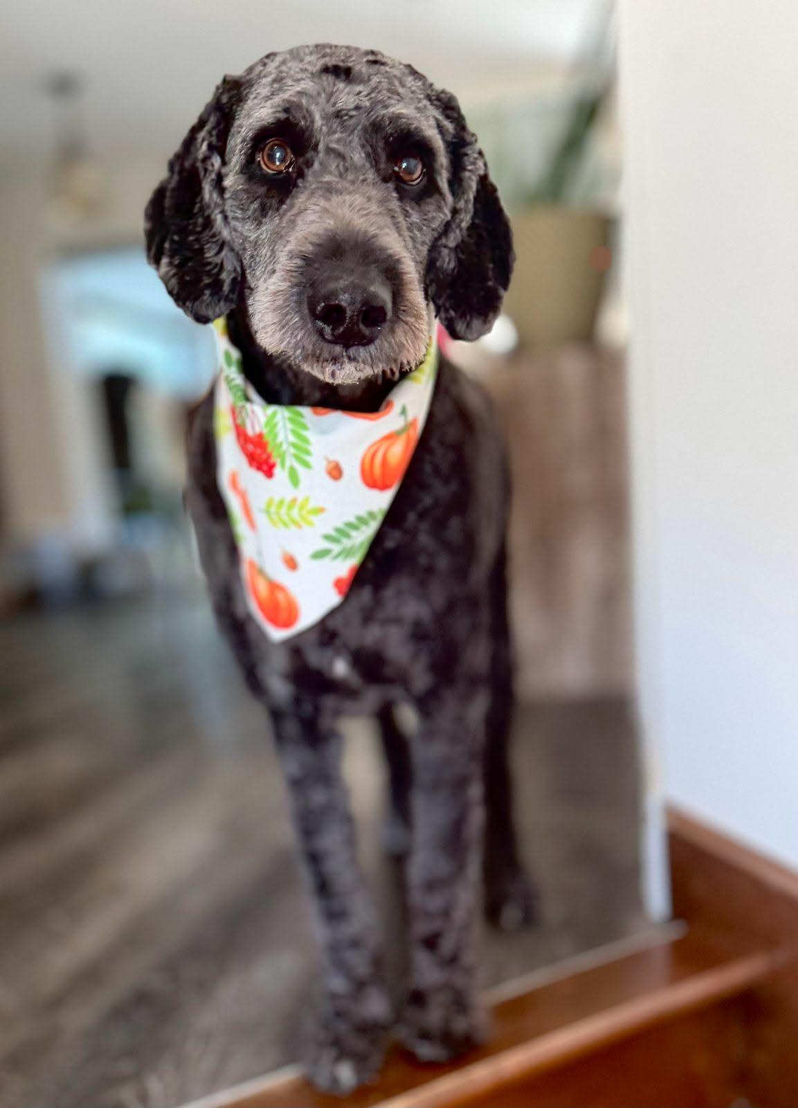 Max, Adopted, Senior Male Goldendoodle.