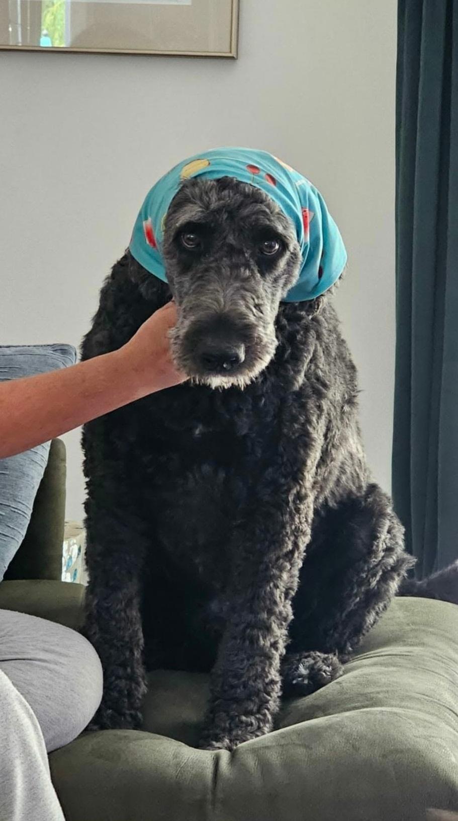 Max, ADOPTABLE, Senior Male Goldendoodle.