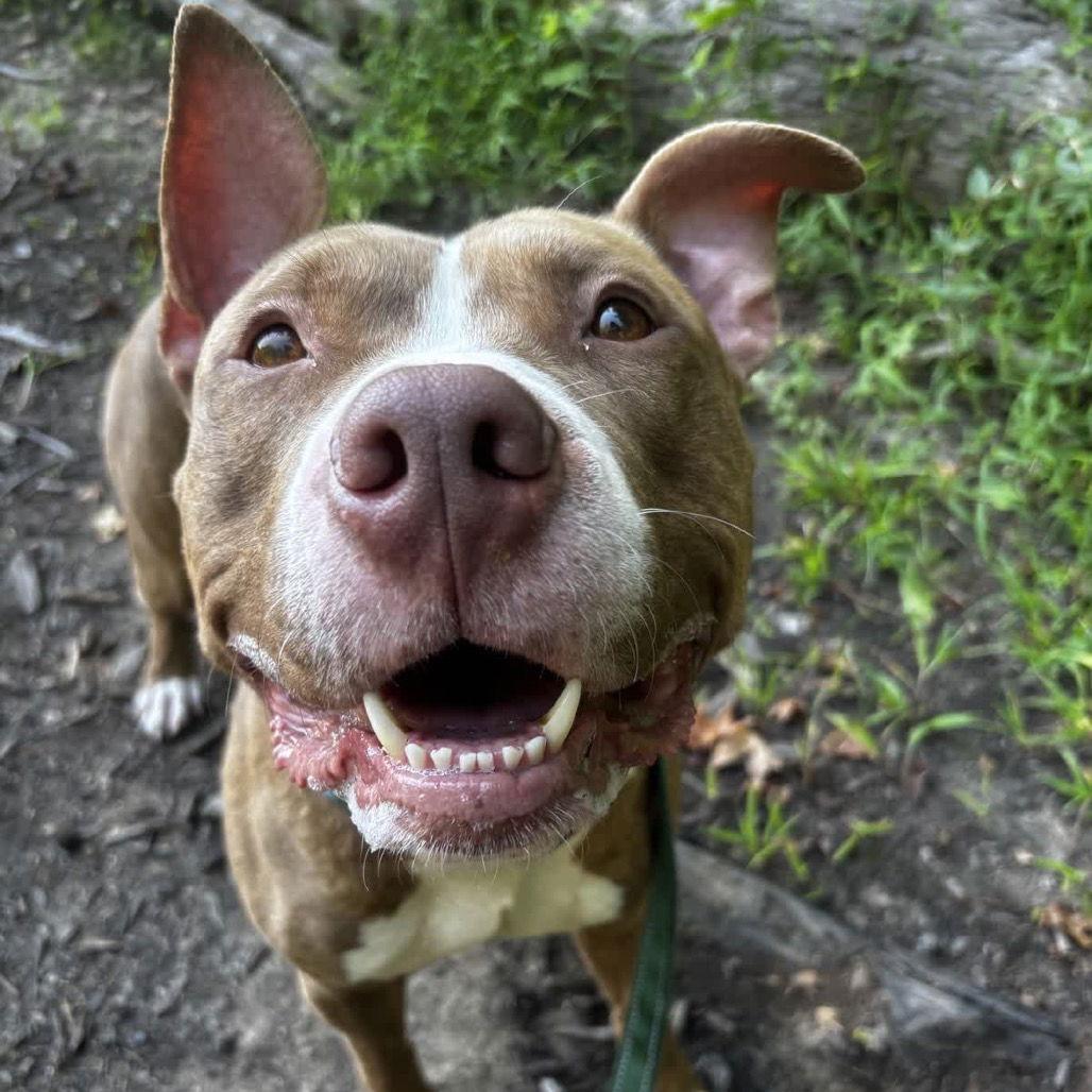 Gunner, a Adoptable American Bulldog in New Castle, DE image 1/3