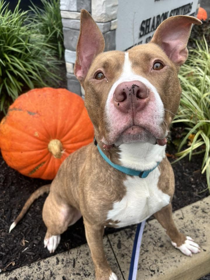 Gunner, a Adoptable American Bulldog in New Castle, DE image 2/3