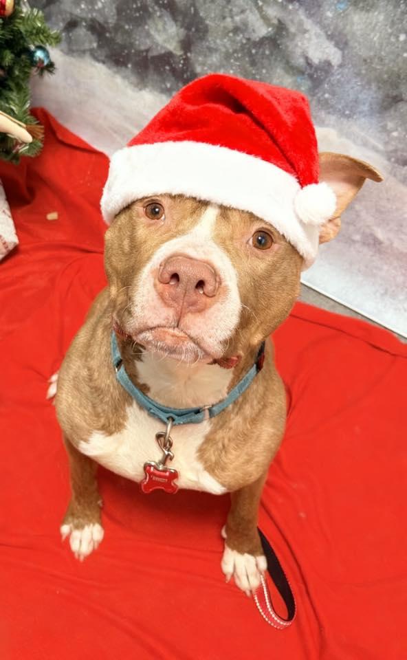 Gunner, a Adoptable American Bulldog in New Castle, DE image 3/3