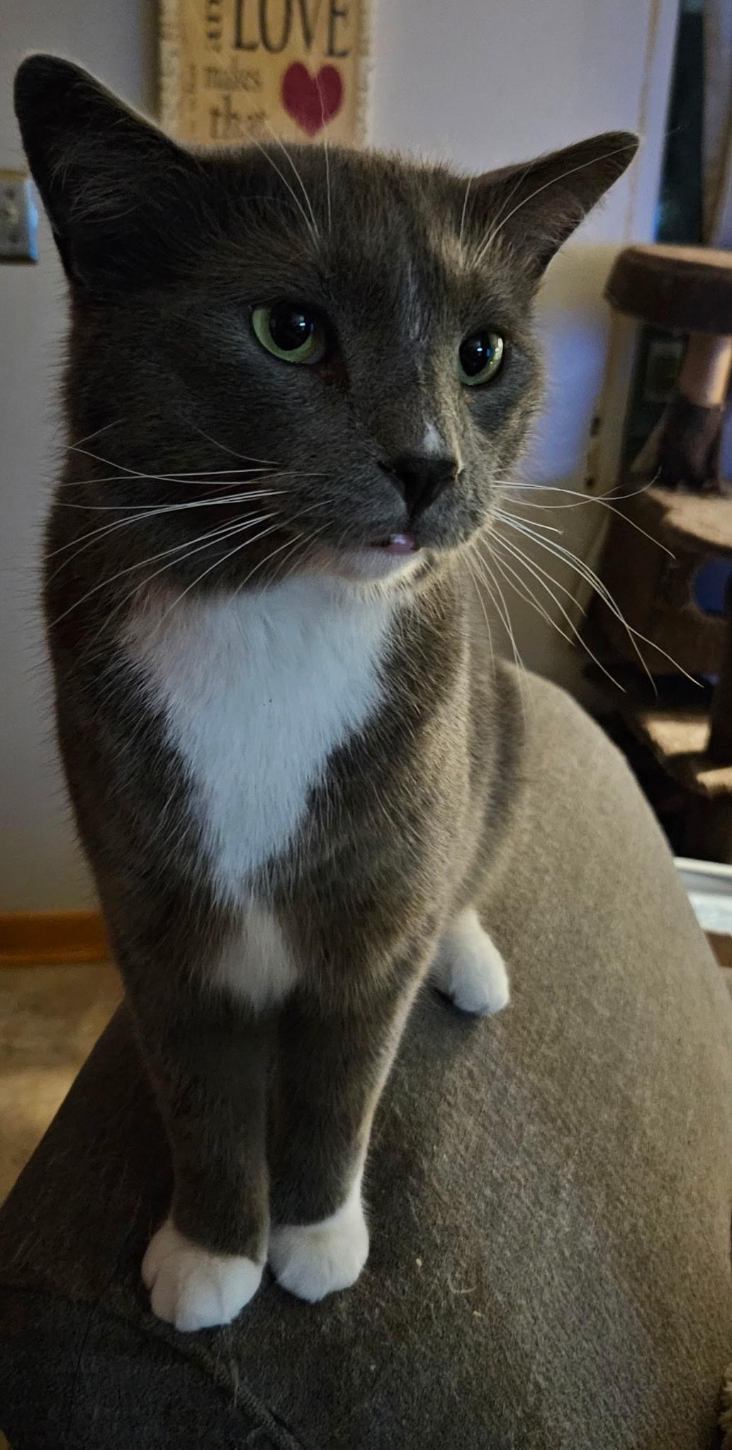 Enlarge Bobby, a ADOPTABLE Domestic Short Hair in Kirklin, IN image 6/6