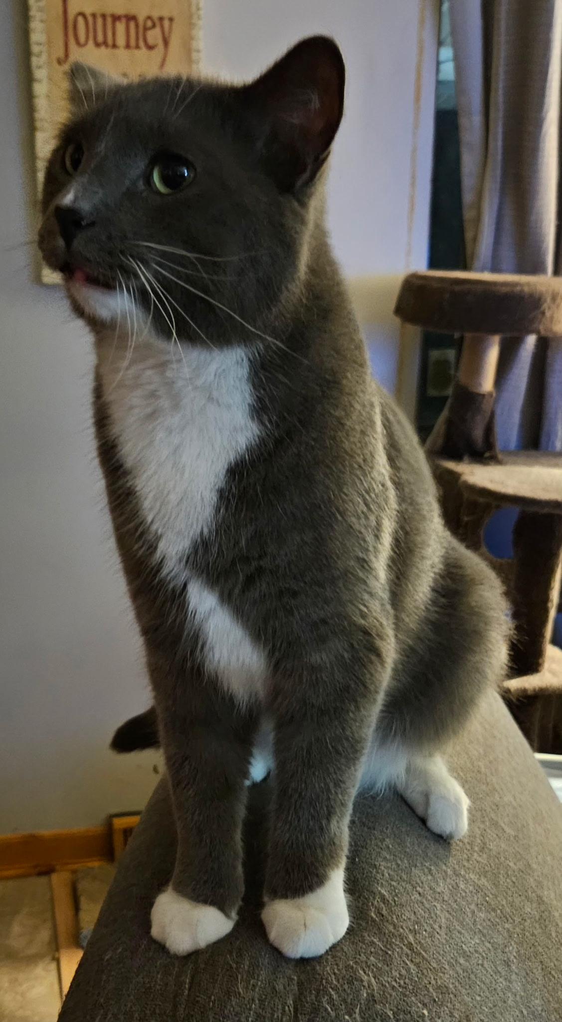 Enlarge Bobby, a ADOPTABLE Domestic Short Hair in Kirklin, IN image 2/6