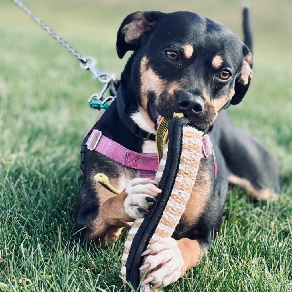 Whopper, Adoptable, Adult Male Mixed Breed.