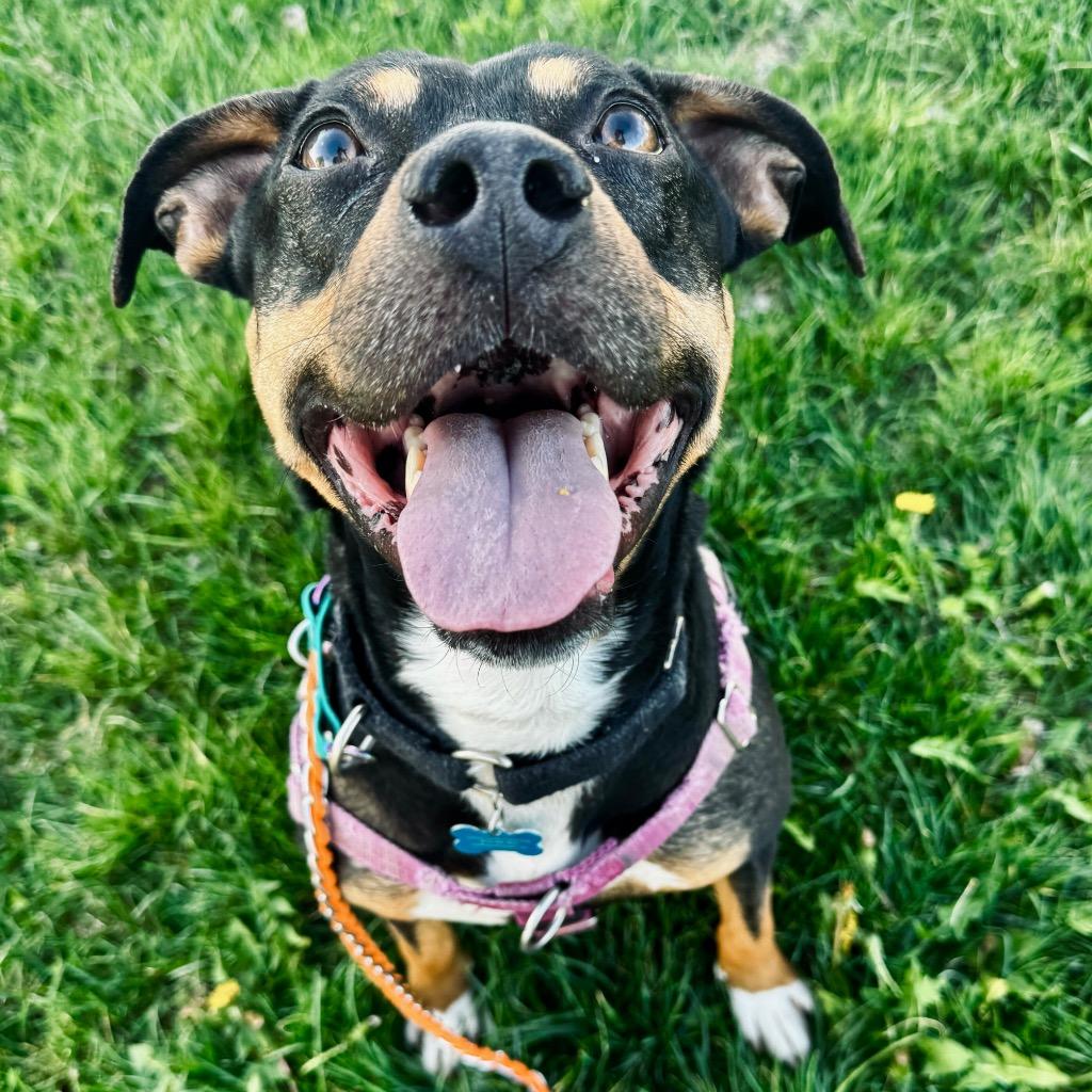 Enlarge Whopper, a Adoptable Mixed Breed in State College, PA image 2/6