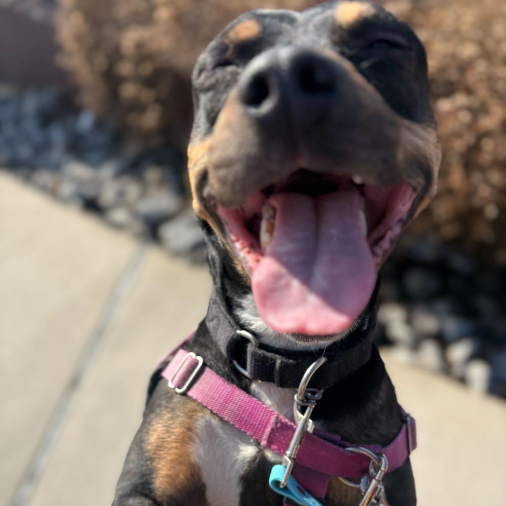 Enlarge Whopper, a Adoptable Mixed Breed in State College, PA image 2/6