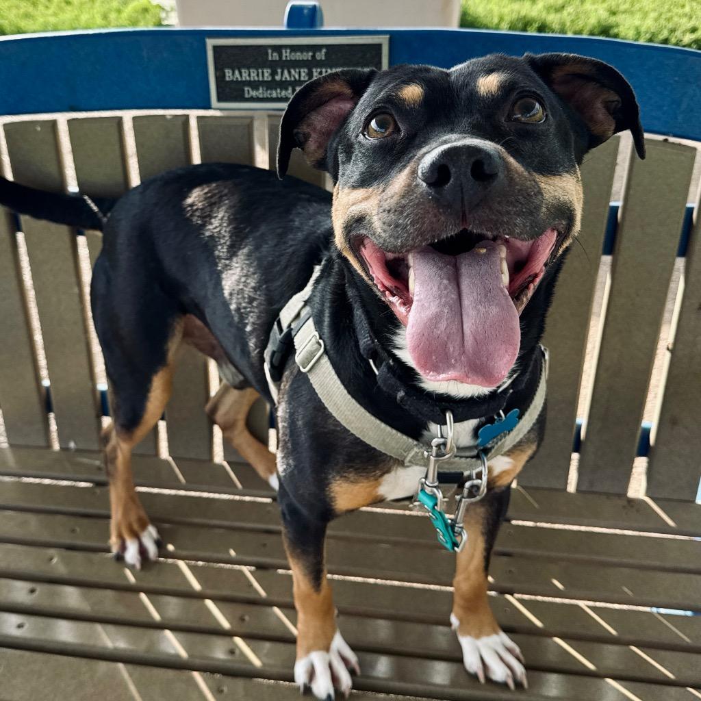 Whopper, Adoptable, Adult Male Mixed Breed.