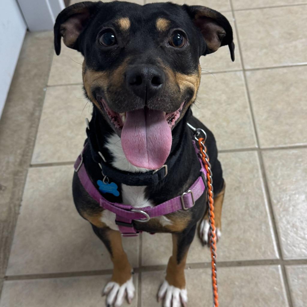 Enlarge Whopper, a Adoptable Mixed Breed in State College, PA image 3/6