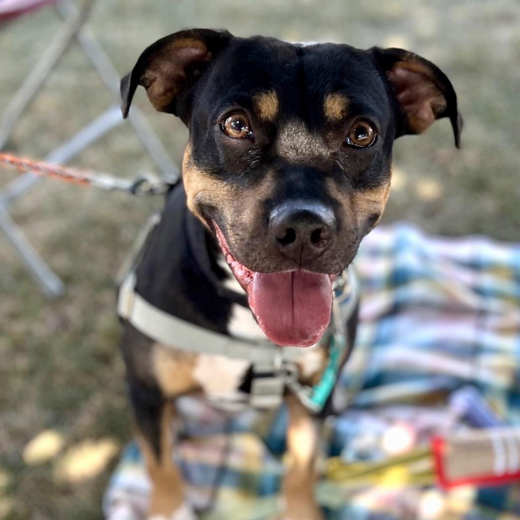 Enlarge Whopper, a Adoptable Mixed Breed in State College, PA image 4/6