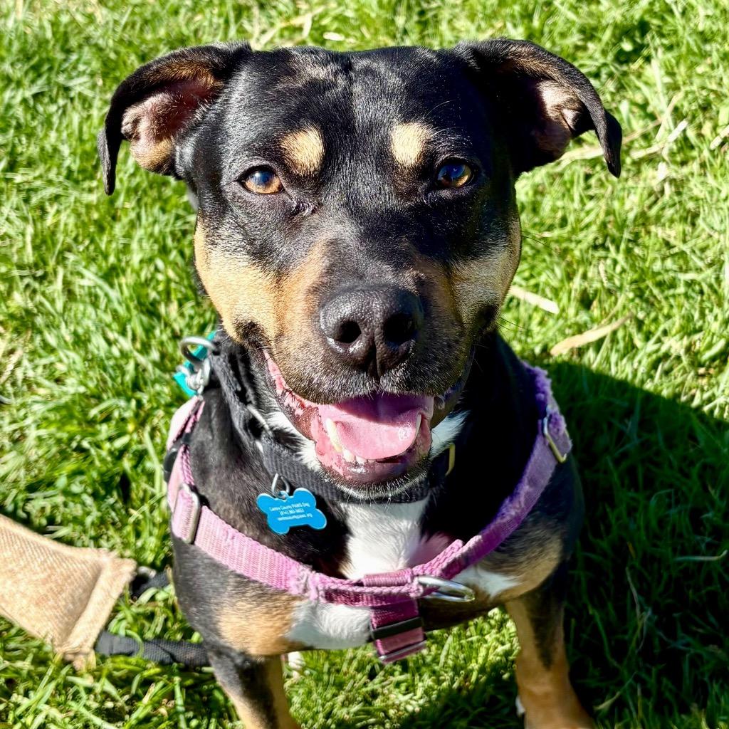 Enlarge Whopper, a Adoptable Mixed Breed in State College, PA image 5/6