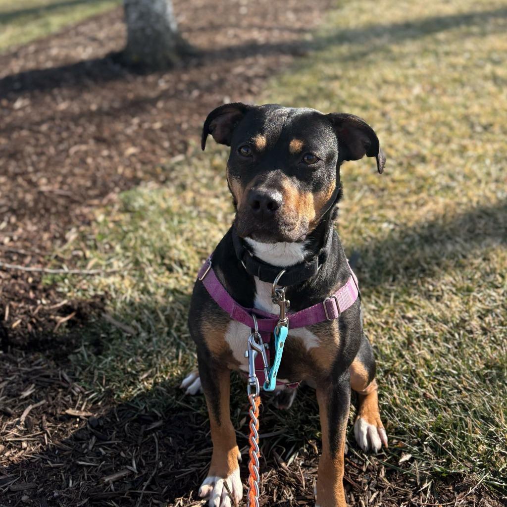 Enlarge Whopper, a Adoptable Mixed Breed in State College, PA image 5/6