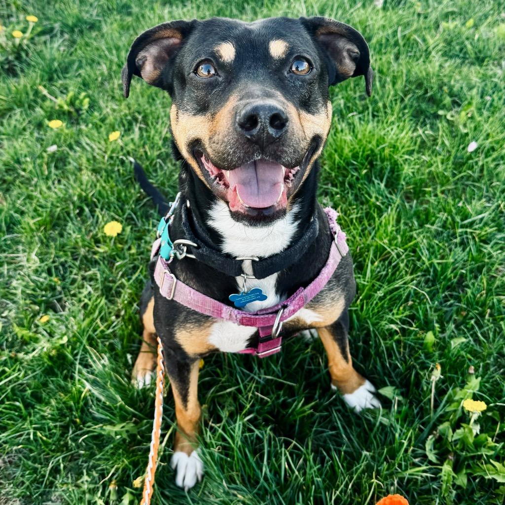 Enlarge Whopper, a Adoptable Mixed Breed in State College, PA image 6/6