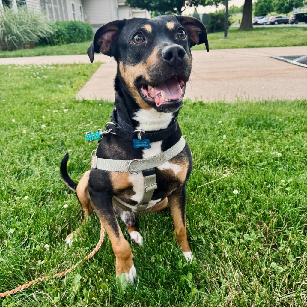 Enlarge Whopper, a Adoptable Mixed Breed in State College, PA image 6/6