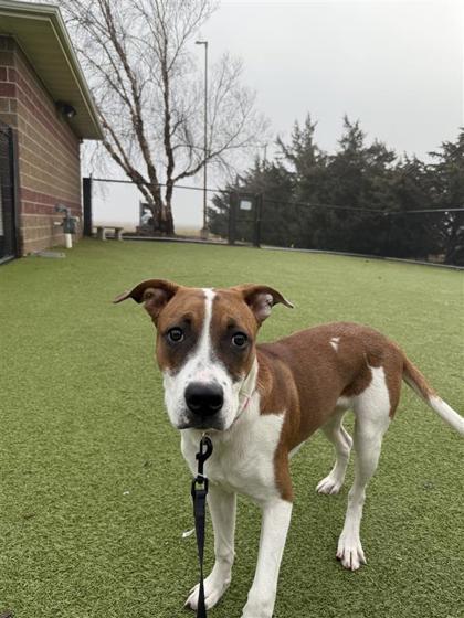Freya, a Adoptable mixed breed in Hutchinson, KS image 1/6