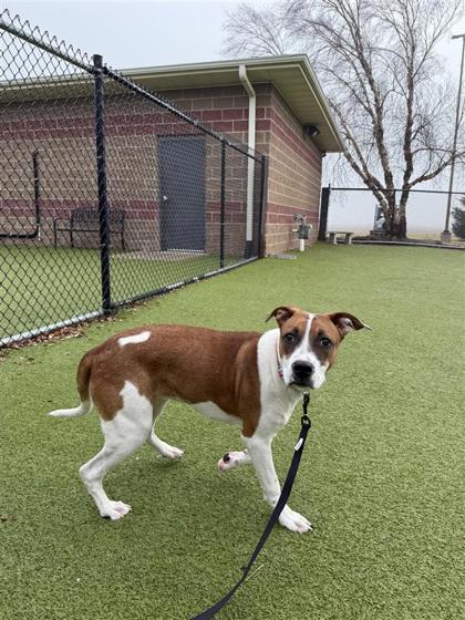 Freya, Adoptable, Adult Female Mixed Breed & Mixed Breed.