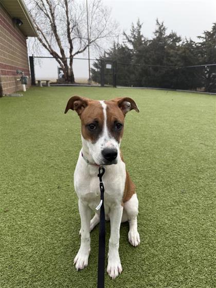 Freya, a Adoptable mixed breed in Hutchinson, KS image 6/6