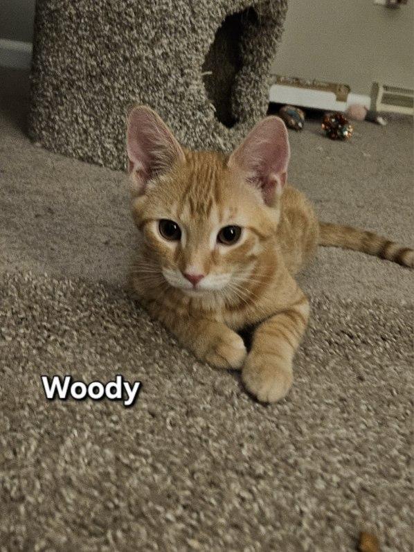 Enlarge Woody- Wooderice, a ADOPTABLE Domestic Short Hair in Avondale, PA image 5/5