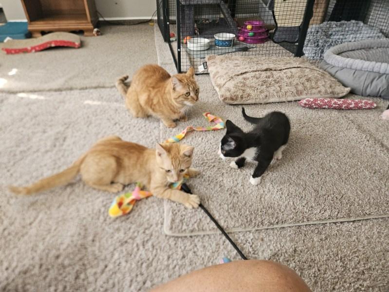 Enlarge Woody- Wooderice, a ADOPTABLE Domestic Short Hair in Avondale, PA image 3/5
