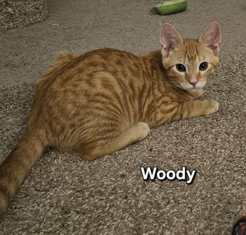 Woody- Wooderice, ADOPTABLE, Kitten Male Domestic Short Hair.