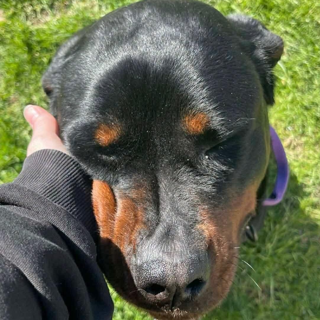 Onyx, an adopted Rottweiler in Polk, OH image 2/2