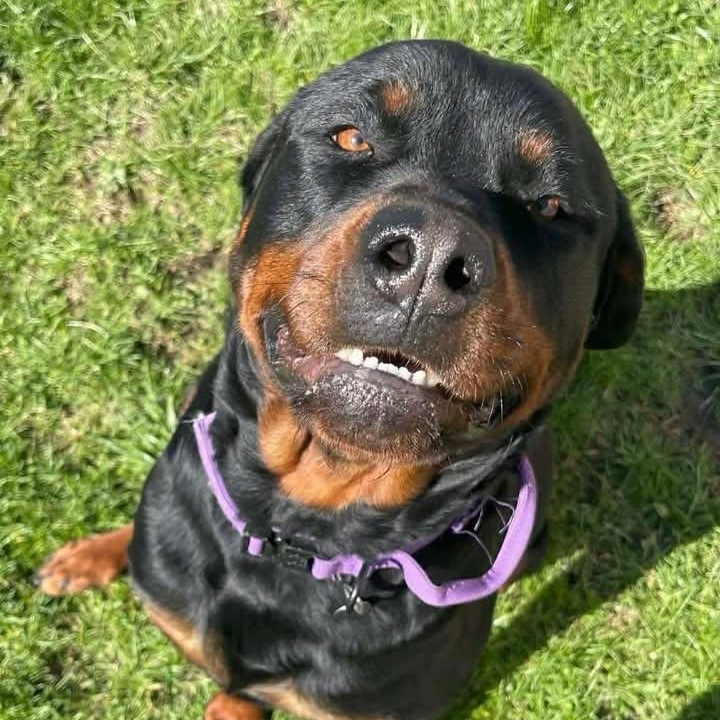 Onyx, an adopted Rottweiler in Polk, OH image 1/2