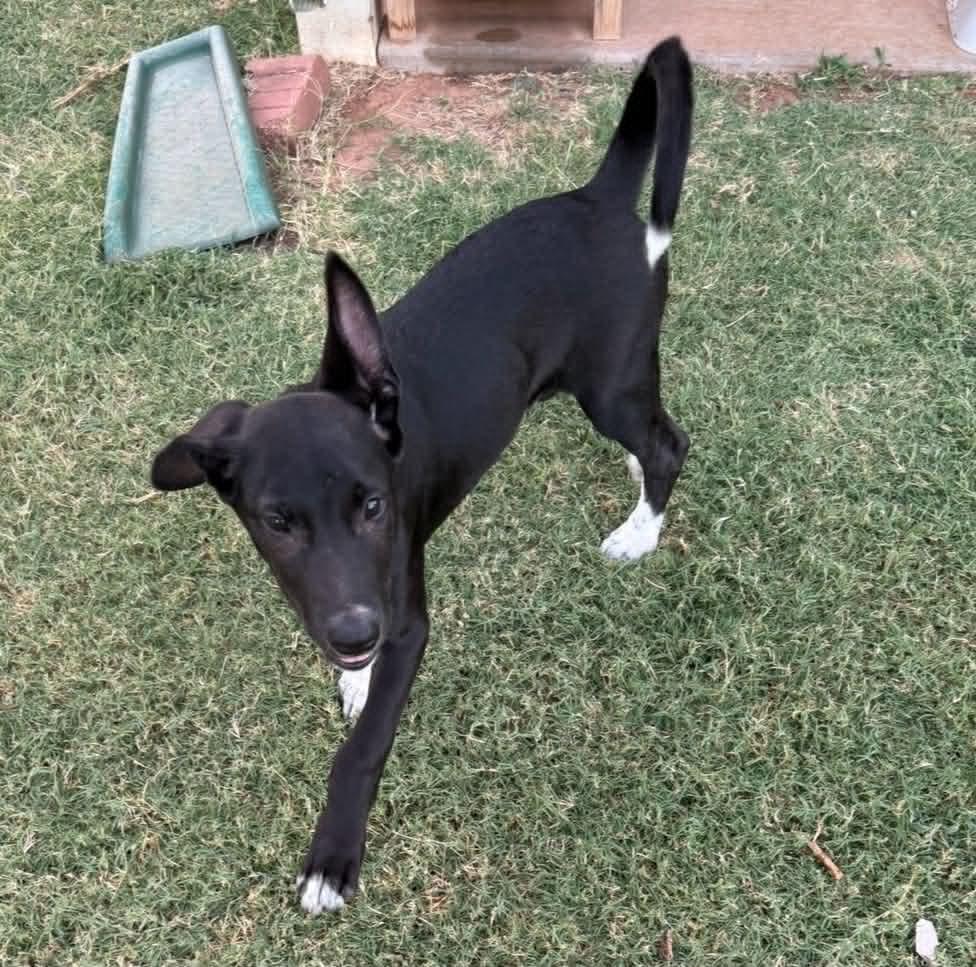 Moon, a ADOPTABLE mixed breed in Oklahoma City, OK image 3/6