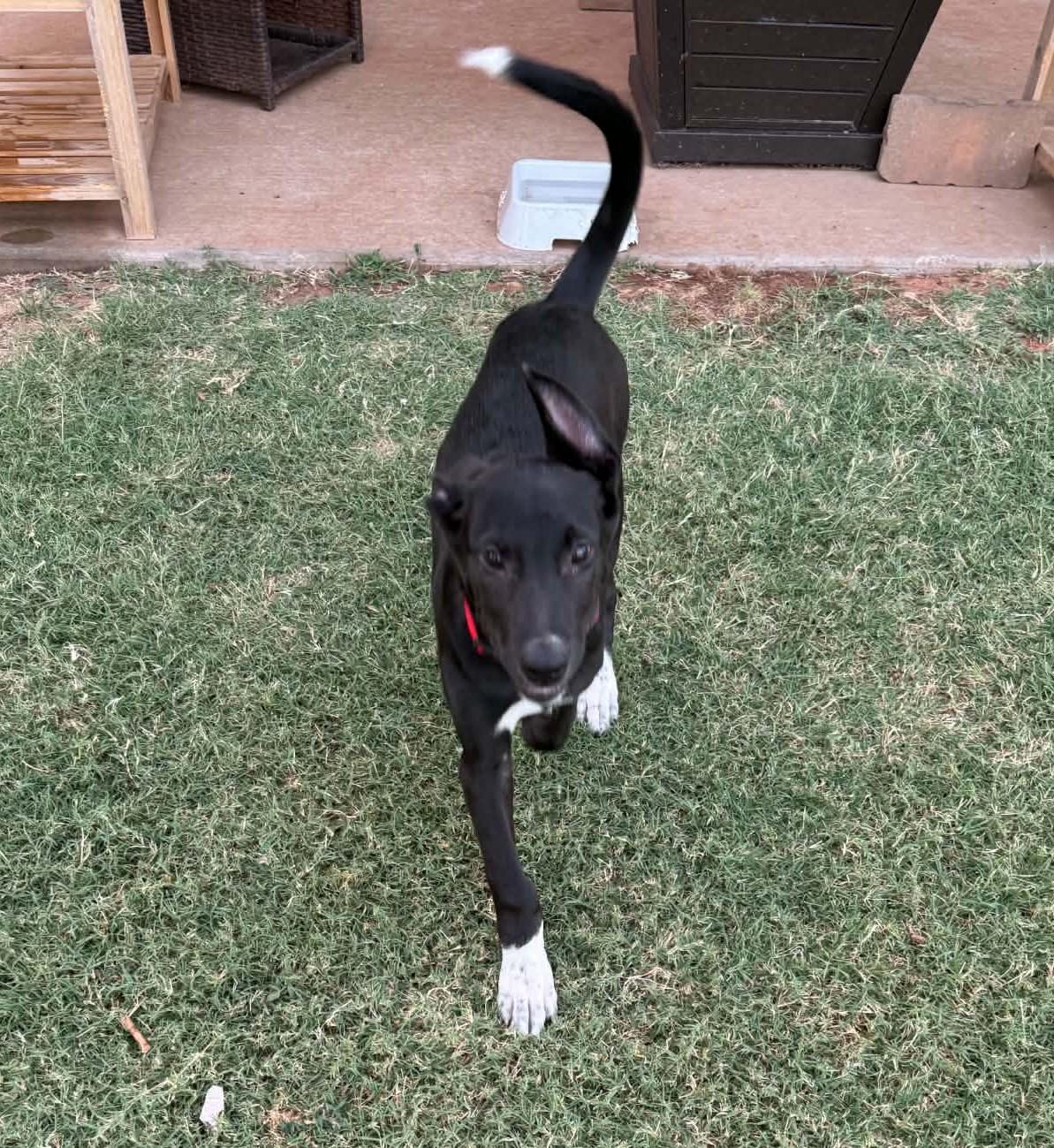 Moon, a ADOPTABLE mixed breed in Oklahoma City, OK image 1/6