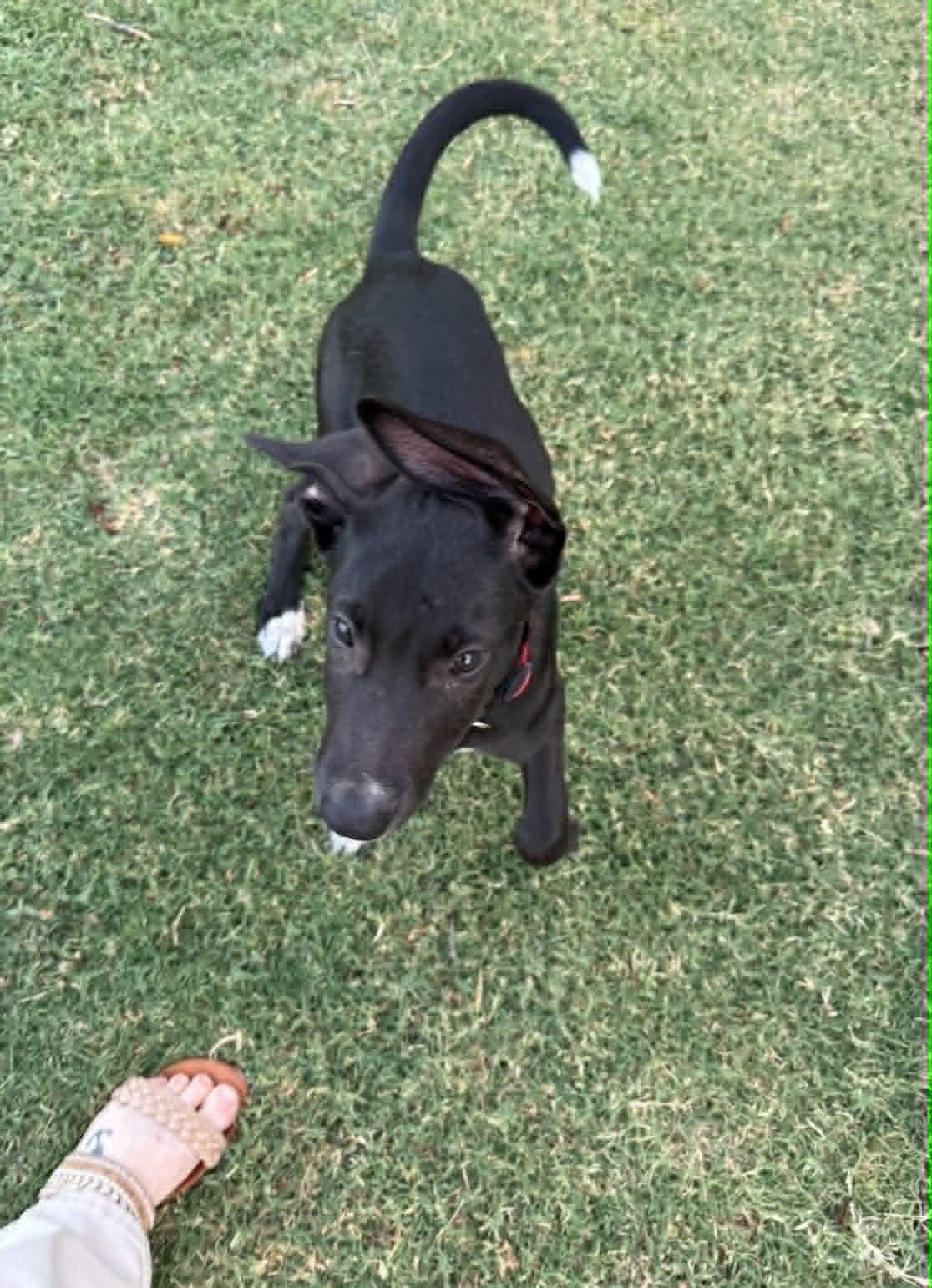 Moon, a ADOPTABLE mixed breed in Oklahoma City, OK image 6/6