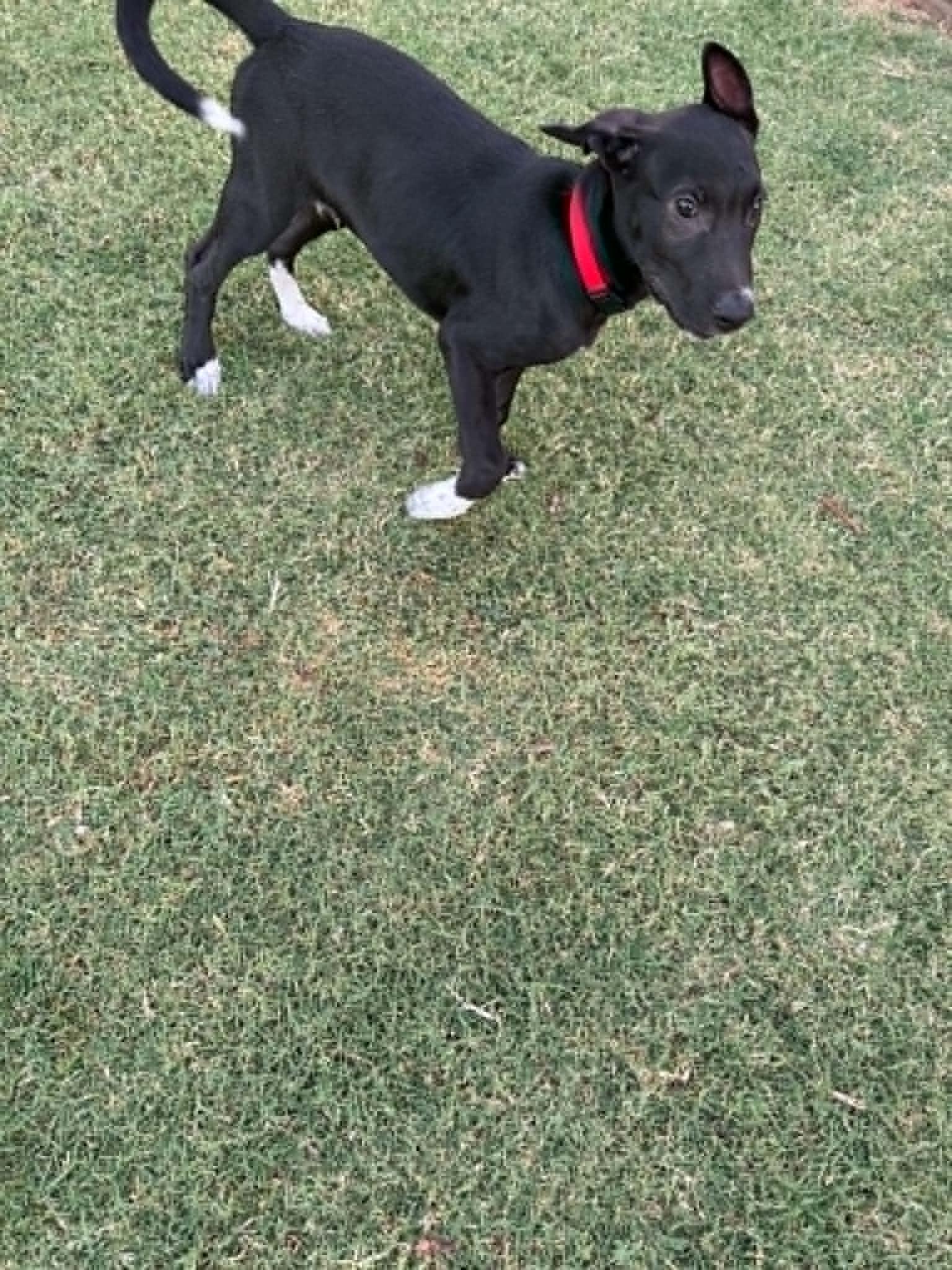 Moon, a ADOPTABLE mixed breed in Oklahoma City, OK image 2/6