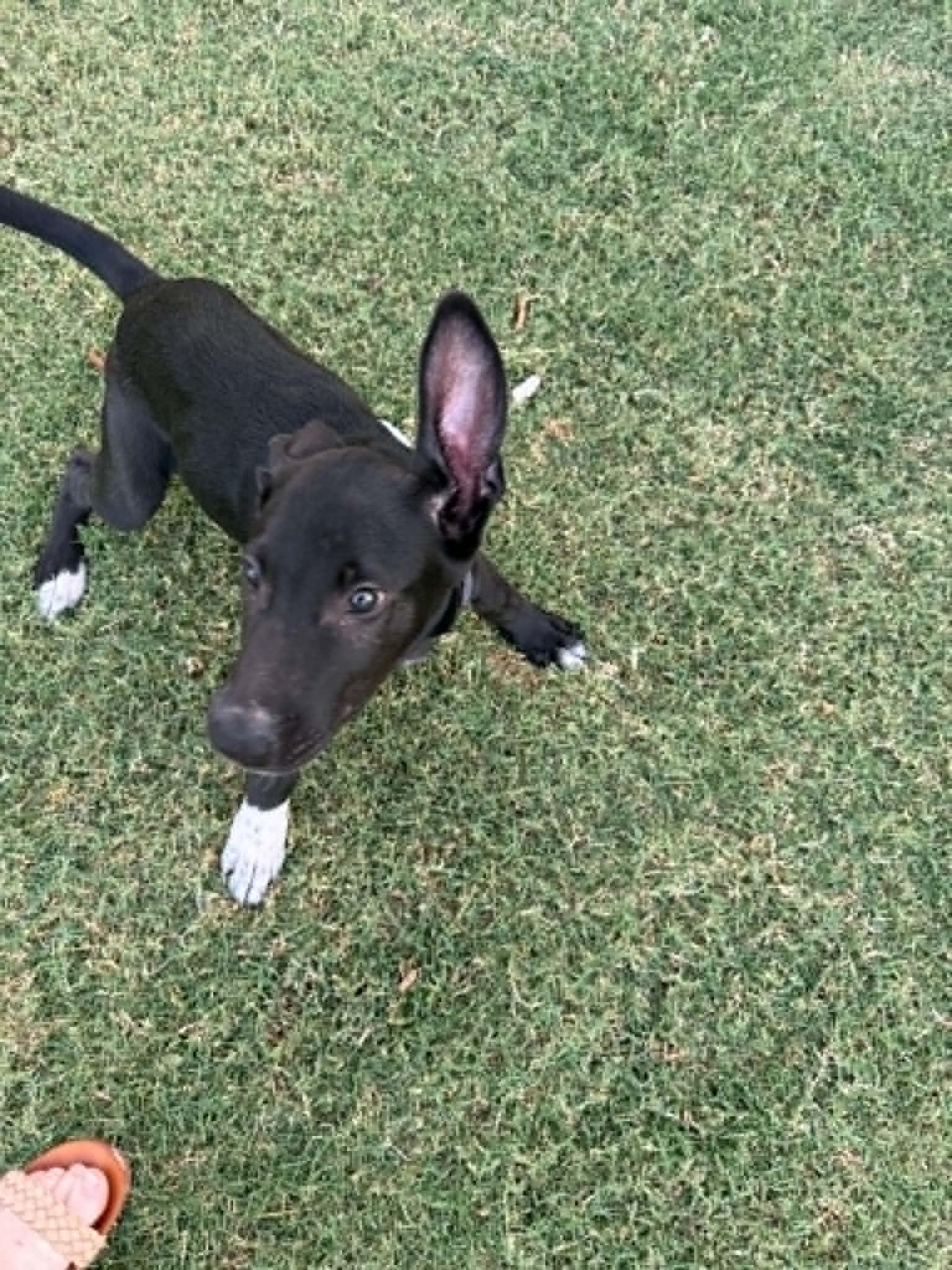 Moon, a ADOPTABLE mixed breed in Oklahoma City, OK image 4/6