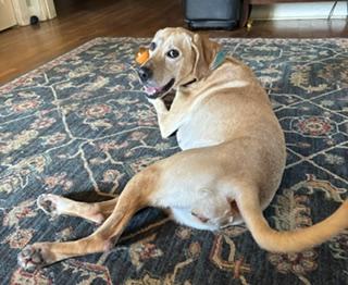 Lilly Jr. (LJ), a ADOPTABLE mixed breed in Little Rock, AR image 2/6