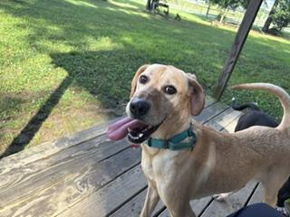 Lilly Jr. (LJ), a ADOPTABLE mixed breed in Little Rock, AR image 6/6